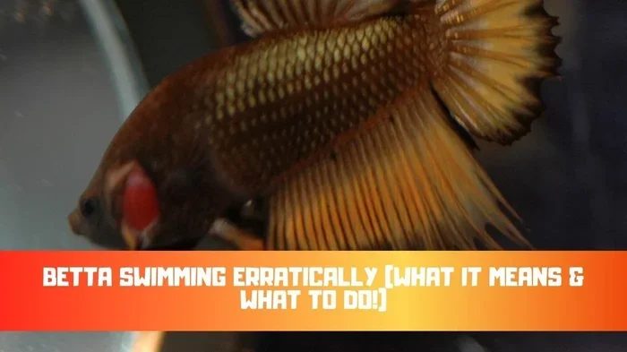 Do Betta Fish Get the Zoomies