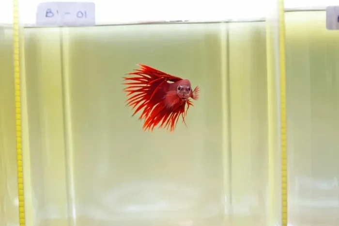 Do Betta Fish Get Zoomies