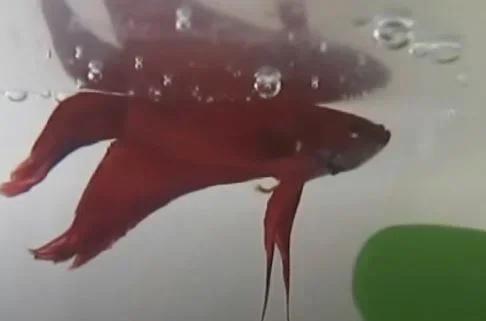 What Causes a Betta Fish to Swim Sideways