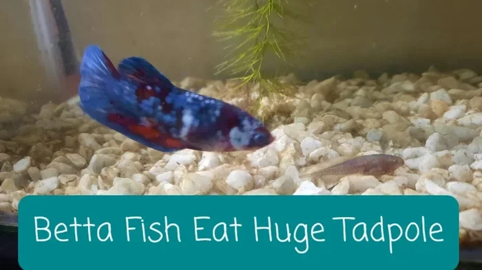 Do Betta Fish Eat Tadpoles