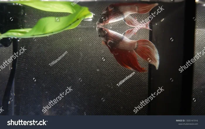 Do Betta Fish Eat Their Tails