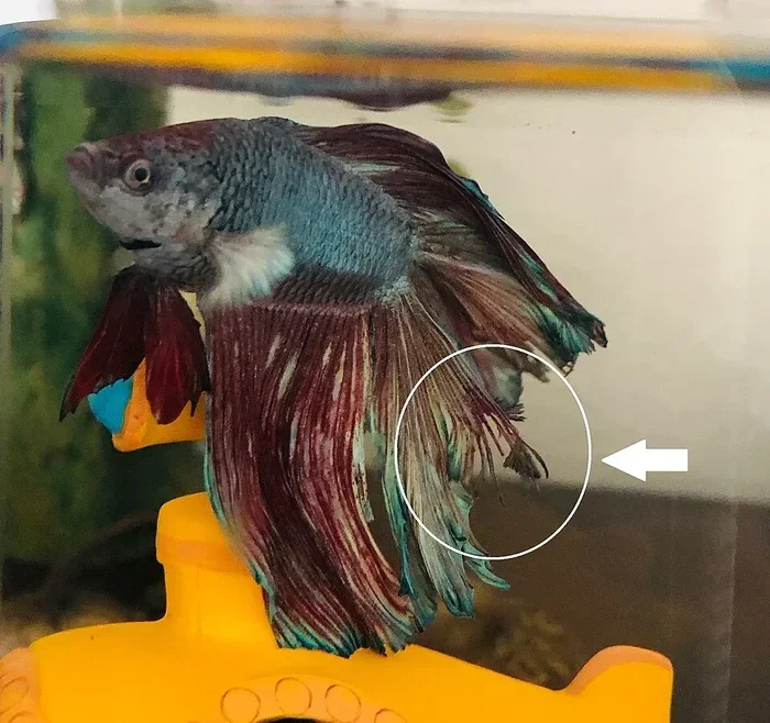 Do Betta Fish Tails Grow Back After Damage or Injury