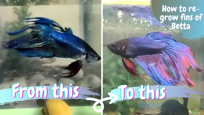 How to Make Betta Fish Tails Grow Back