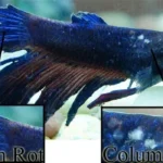Is Betta Revive for New Fish with Tail Rot
