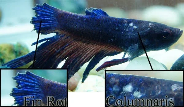 Is Betta Revive for New Fish with Tail Rot