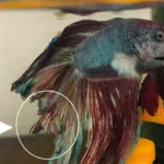 What Causes Tail Rot in Betta Fish