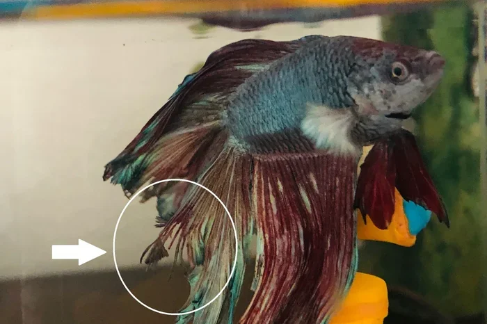 What Causes Tail Rot in Betta Fish