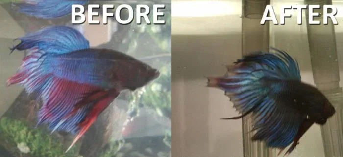How to Treat Tail Rot Betta Fish