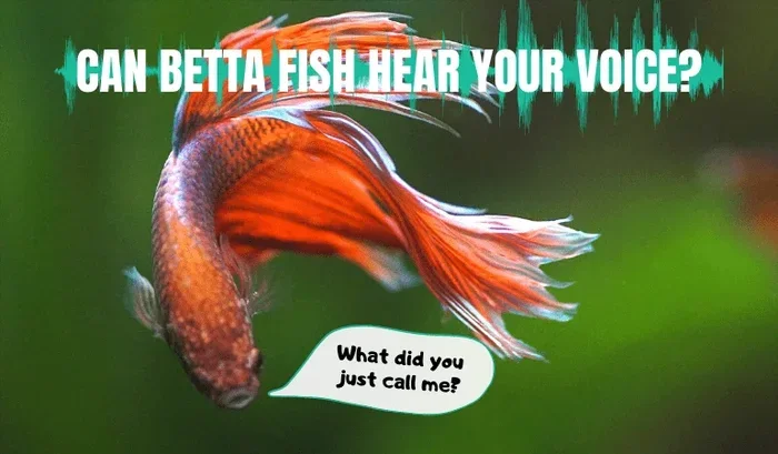 Do Betta Fish Like Being Talked To Find Out Here