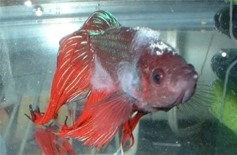 Do Betta Fish Need Bacteria Supplement