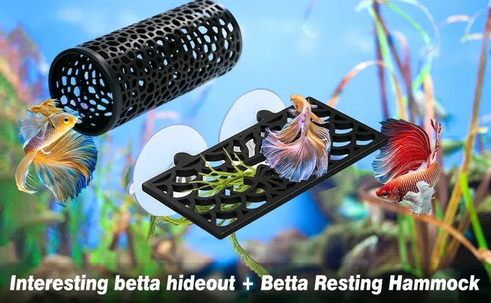 Do Betta Fish Need Beds
