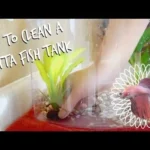 How to Chang a Betta Fish Tank