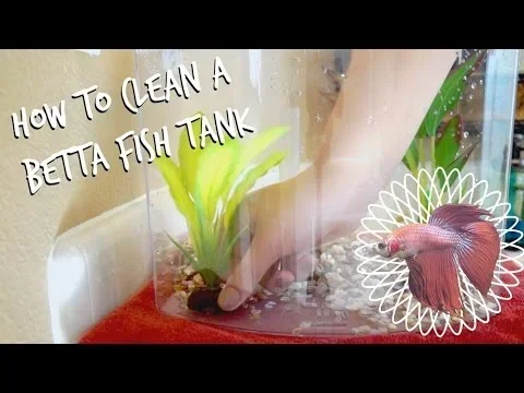 How to Chang a Betta Fish Tank