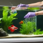 How Often Clean Betta Fish Water