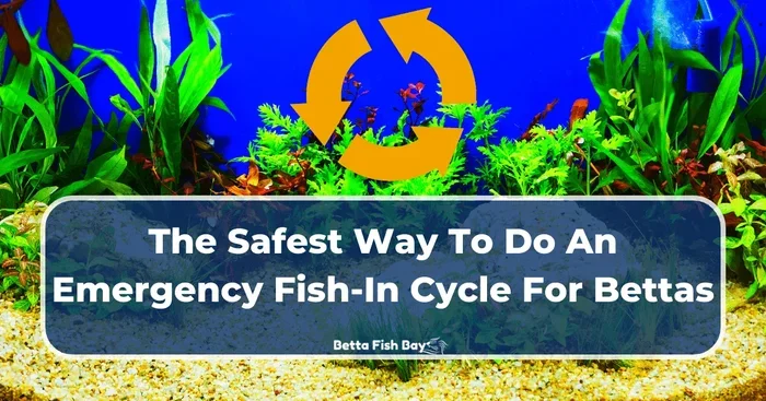 How Do You Cycle a Betta Fish Tank