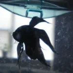 How Much Waste Does a Betta Fish Produce