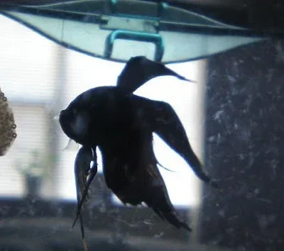 How Much Waste Does a Betta Fish Produce