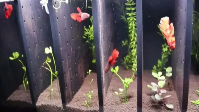 Do Betta Fish Need a Solid Divider or See Through Option