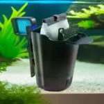Is a Filter Good for a Betta Fish