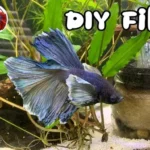 How Does a Betta Fish Tank Filter Go In