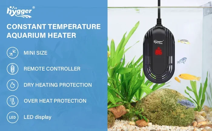 Should I Leave Betta Fish Heater on All the Time