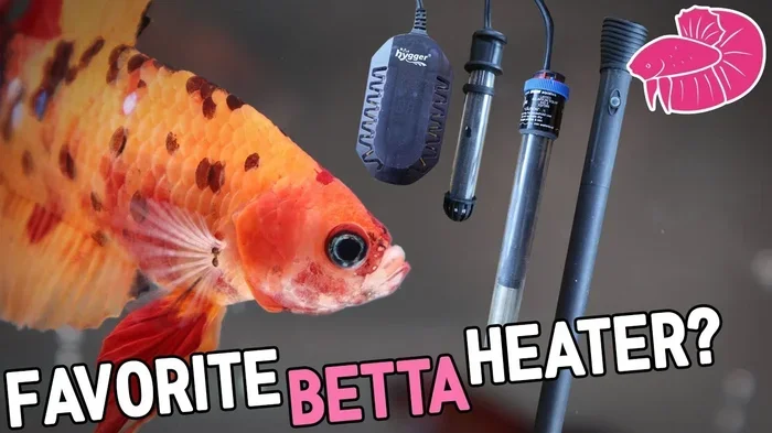 Do Betta Fish Need a Heater or Filter for Survival