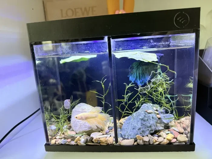 Is Amona Lock Safw for Betta Fish
