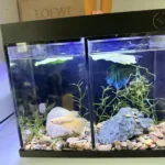 How to Stop Betta Fish from Jumping