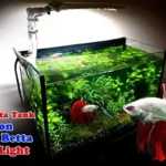 Should You Keep Your Betta Fish Tank Light On