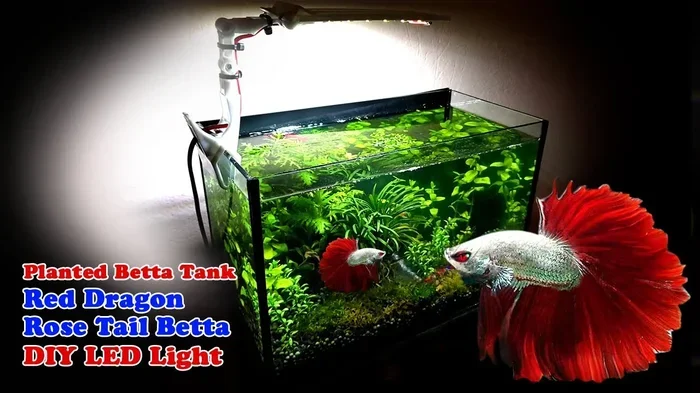 Should You Keep Your Betta Fish Tank Light On