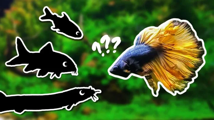 What Can Live With A Betta Fish Best Tank Mates