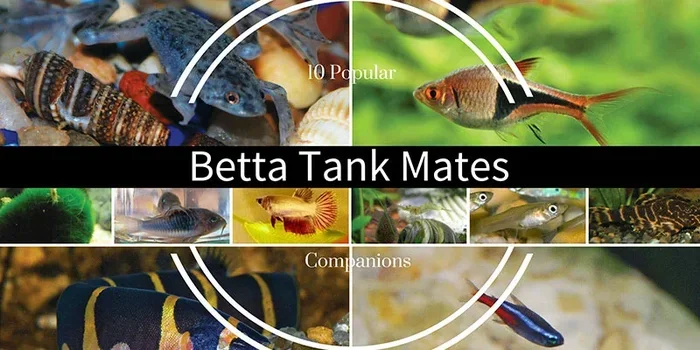 Can You Put Betta Fish with Other Fishes Complete Guide