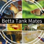What Can I Put with My Betta Fish