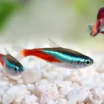 Can Betta Fish Breed with Other Fish