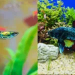 What Animals Can I Put with My Betta Fish