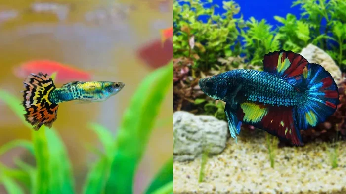 What Animals Can I Put with My Betta Fish