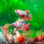 What Bigger Fish Can Live with Betta