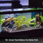 What Can Be Housed with a Betta Fish
