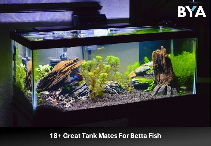 What Can Be Housed with a Betta Fish
