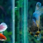 What Can Be Kept with a Betta Fish