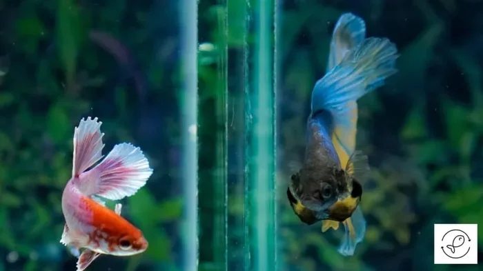 What Can Be Kept with a Betta Fish