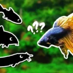 What Can Betta Fish Be With