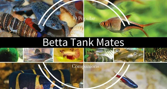 What Other Fish Can Be With a Betta Best Tank Mates