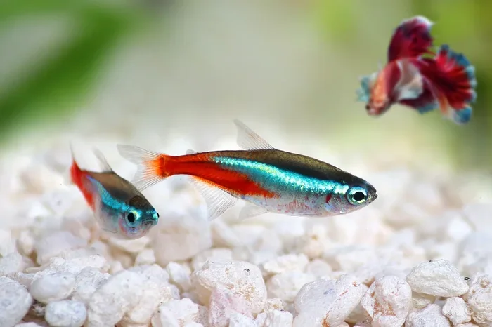 What Fish Can Be Kept With Bettas Best Tank Mates