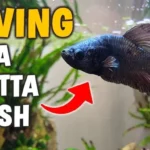 Is It Safe to Use Baticura in Betta Fish