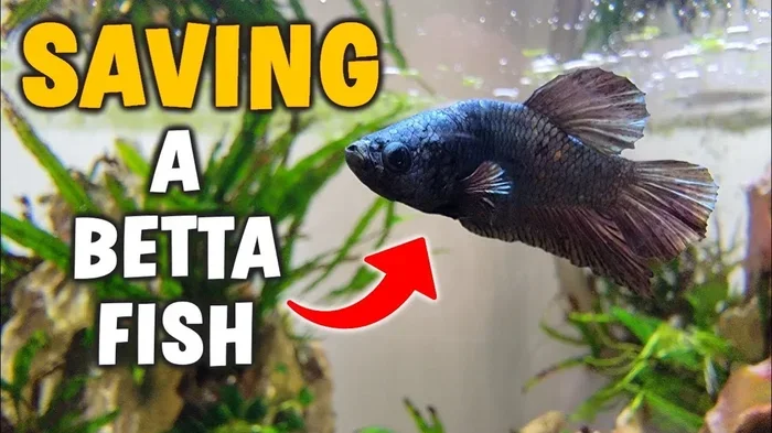 Is It Safe to Use Baticura in Betta Fish