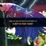 Is Melafix Safe for Betta Fish