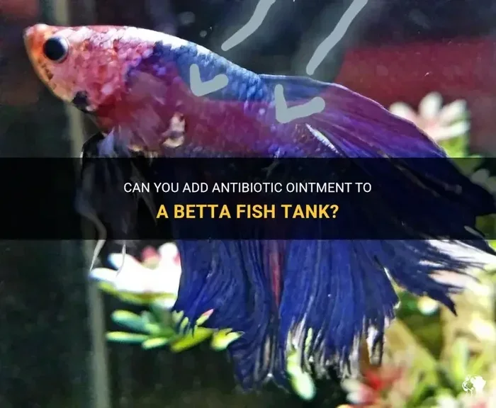Is Api Furan 2 Ok for Betta Fish