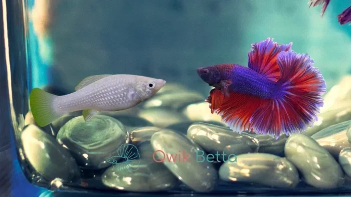 Can You Put Betta Fish with Mollies Find Out Now