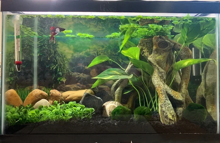How to Set Up a New Betta Fish Tank